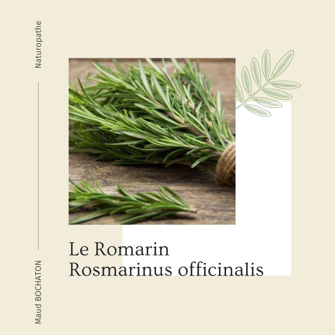 Conseils d&rsquo;une naturopathe : Le Romarin